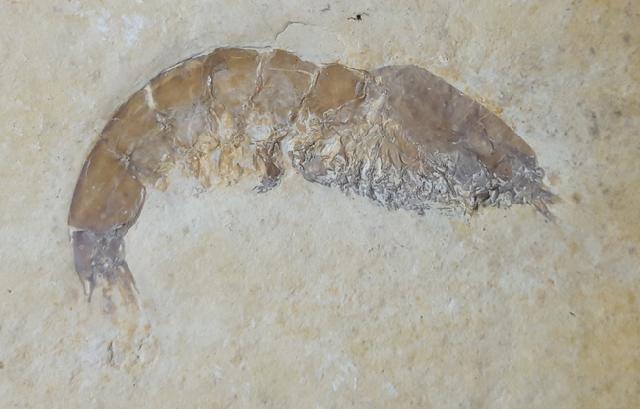 Franconipenaeus meyeri OPPEL 1862 - Bild © FossNet FossilienStore